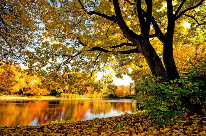 река осень деревья лес