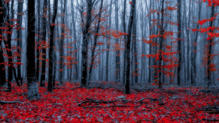 лес осень красные листья