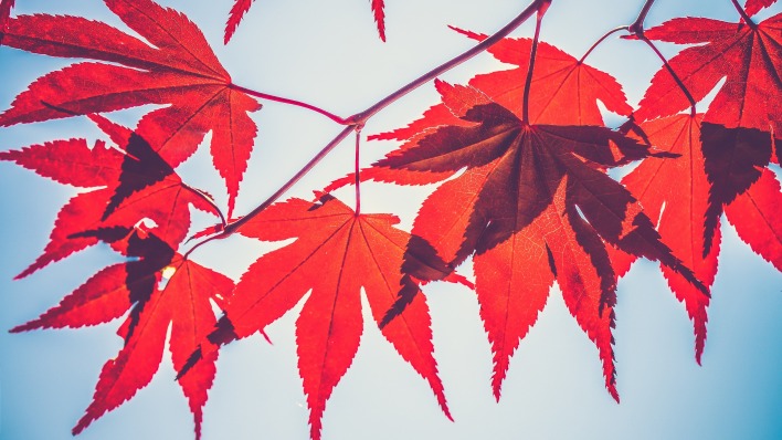 ветка листья осень клен красные листья