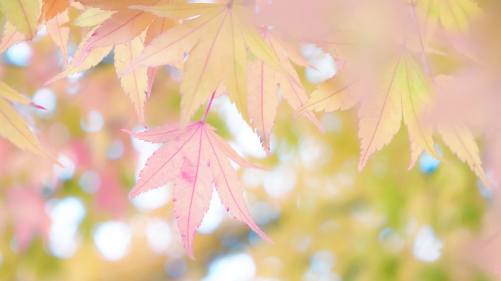 листья ветка осень бледный клен