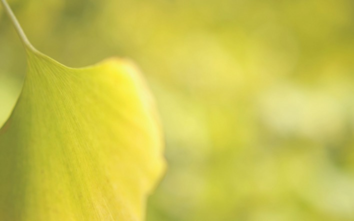 лист осень желтый размытость