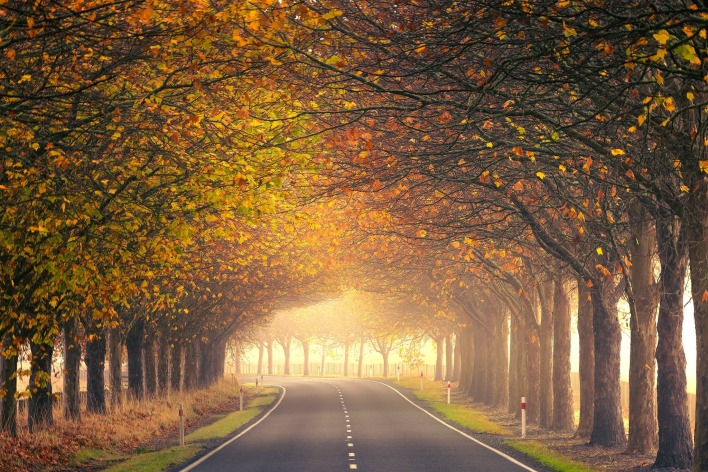 дорога деревья осень