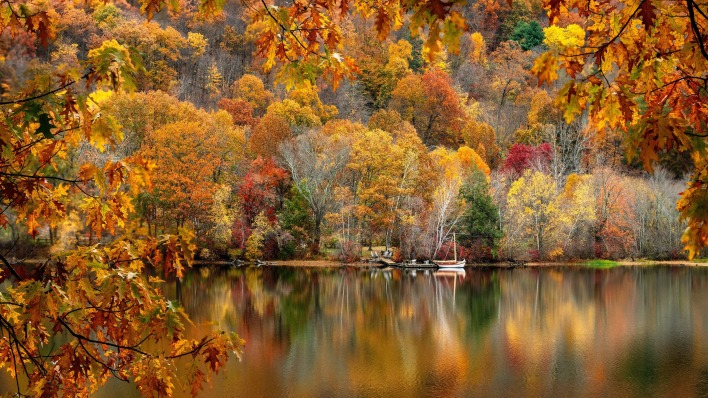 лес отражение берег листва водоем осень