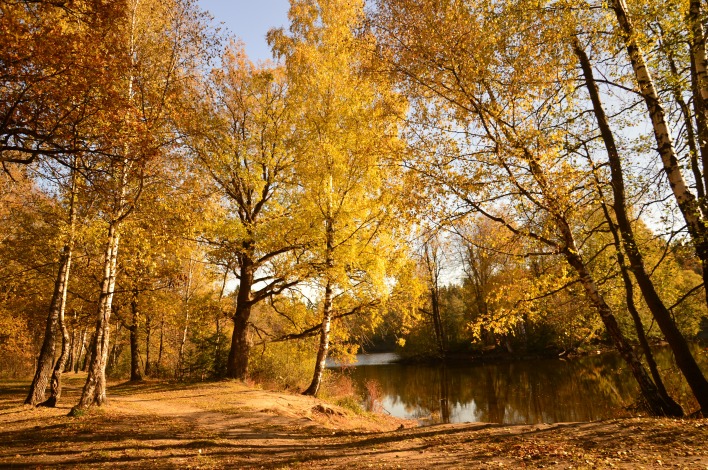 речка берег осень деревья лес