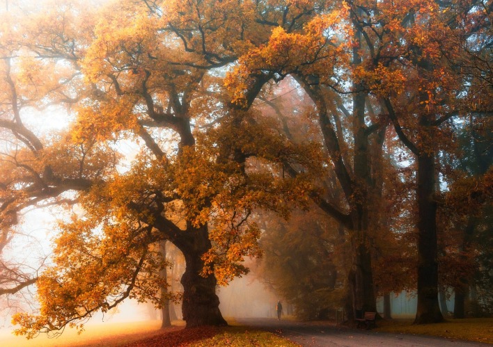 деревья парк осень туман