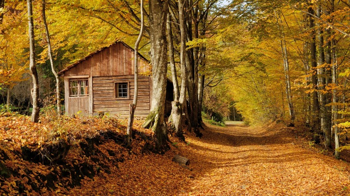 осень лес деревья домик аллея листва желтые листья