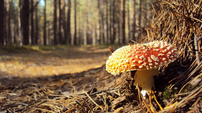 мухомор грибы в лесу