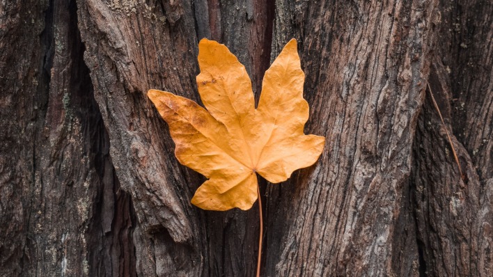 кленовый лист осень ствол