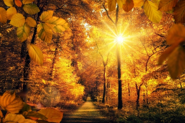 парк осень лучи тропа деревья золотая
