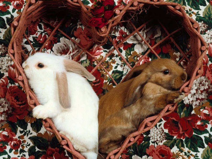 Кролики в корзине