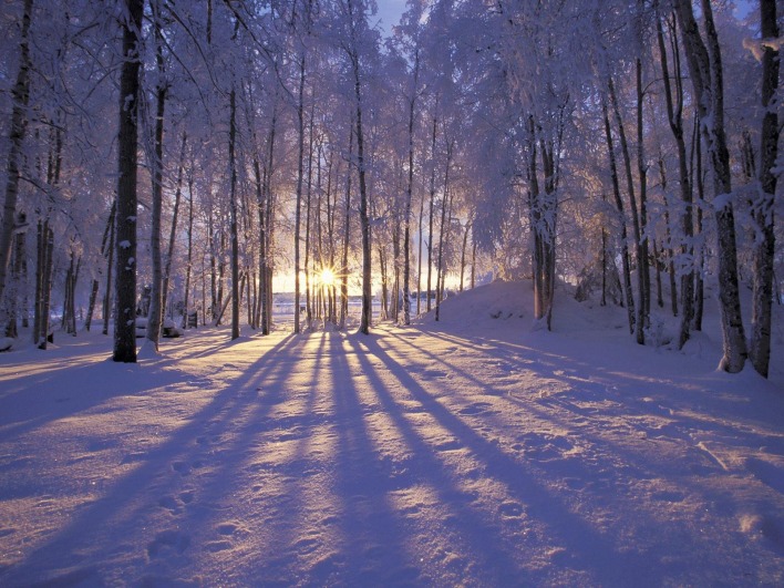Зимний рассвет в лесу