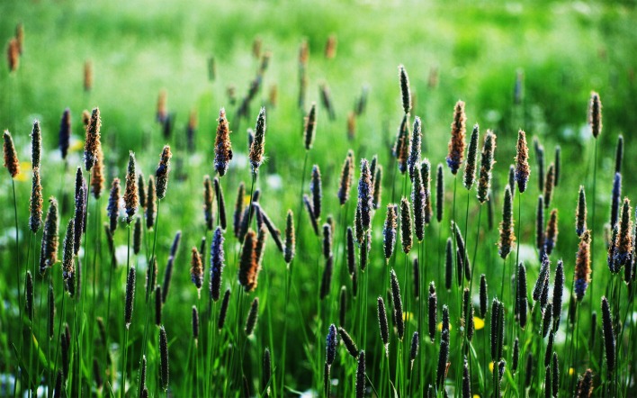 трава поляна grass glade