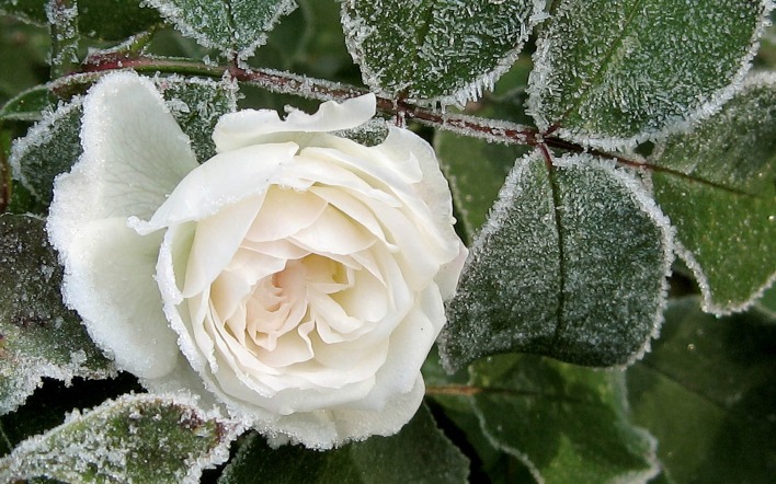 Белая роза под инеем