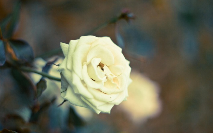 Белая роза на кусте