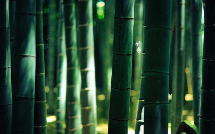Заросли бамбука