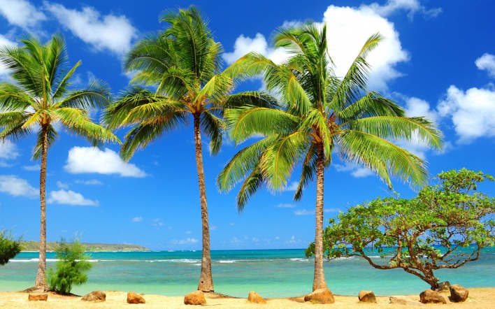 Три пальмы на берегу