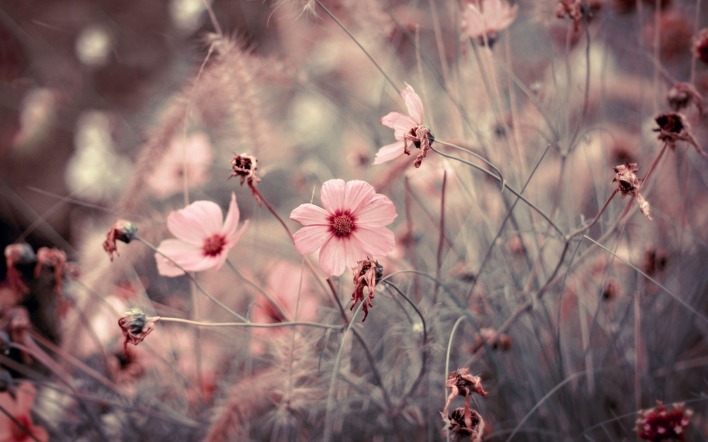 Цветки в розовам цвете