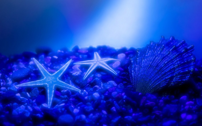 Морское дно с морскими звездами