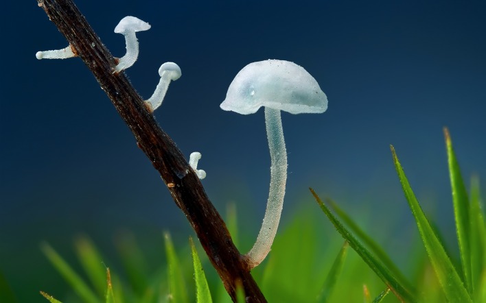 Прозрачный гриб