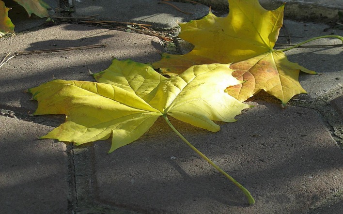 Желтые листья на плитке