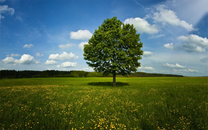 Одинокое дерево в зеленом поле