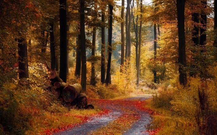 Дорога в лесу засыпанная листьями
