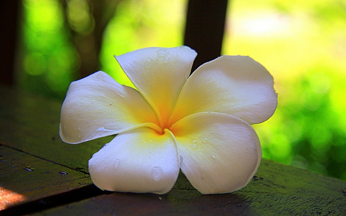 Плюмерия (тайландский цветок)