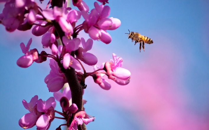 Весенние цветы с пчелой