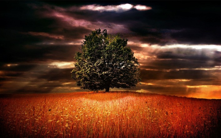Мрак поле дерево