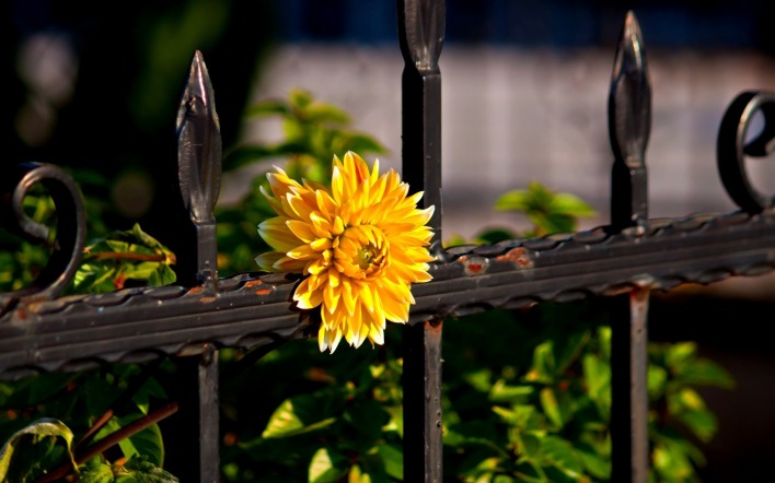 Желтый цветок на заборе