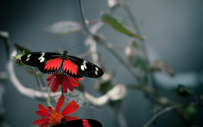 Черная бабочка на красном цветке