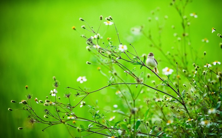 Птичка на траве