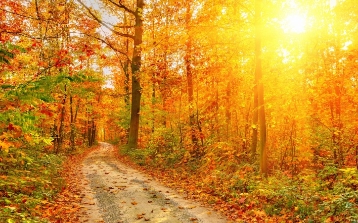 Солнечный Осенний Лес Фото