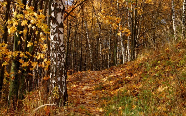 Осенний лиственный лес