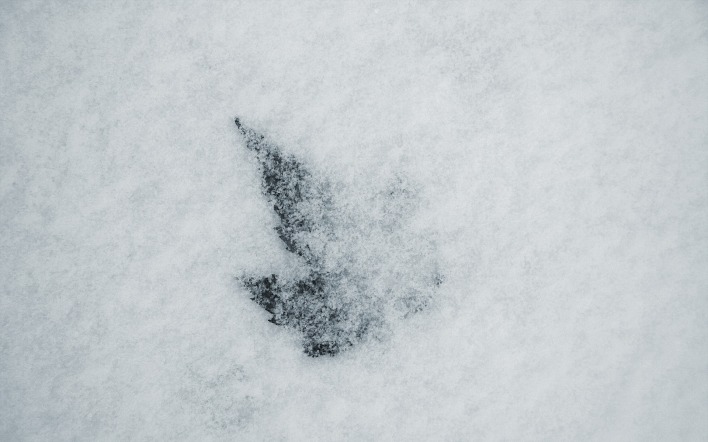 Кленовый лист под снегом
