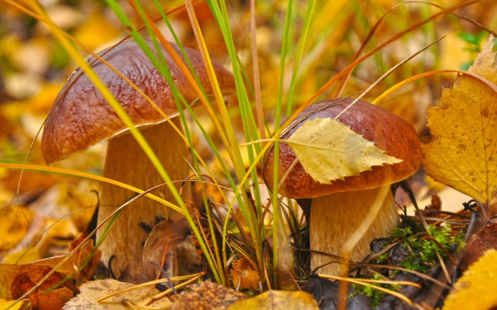 Два гриба в листьях