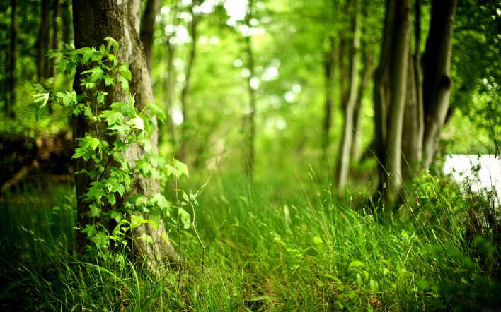 Зеленый лес с травой