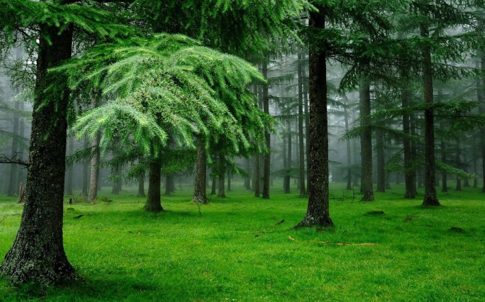 Хвойный лес с зеленой травой