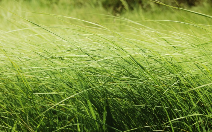 Зеленая, летняя трава