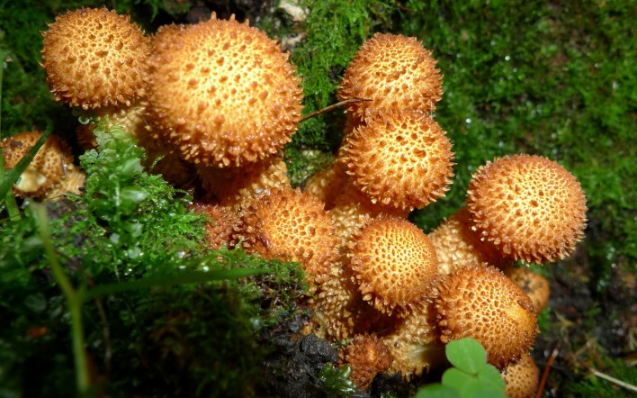 Лесные грибы на пне