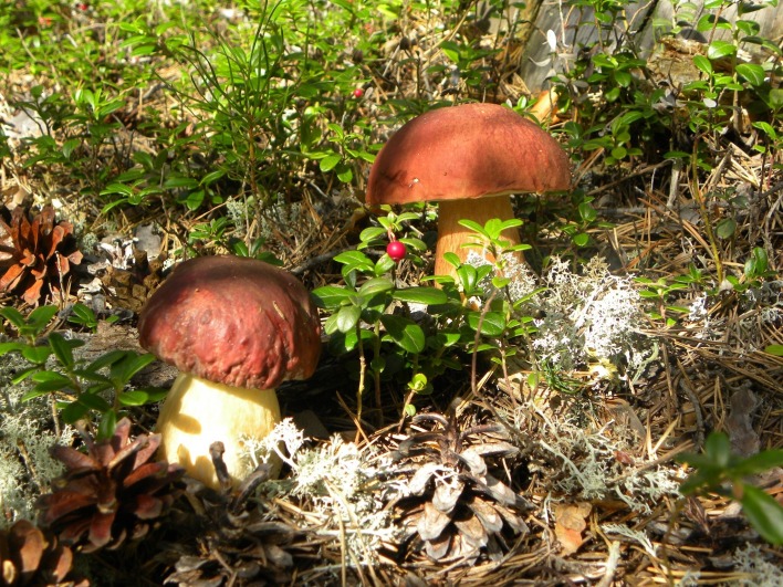 лесные грибы с брусникой