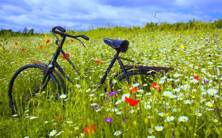 велосипед на цветочной поляне