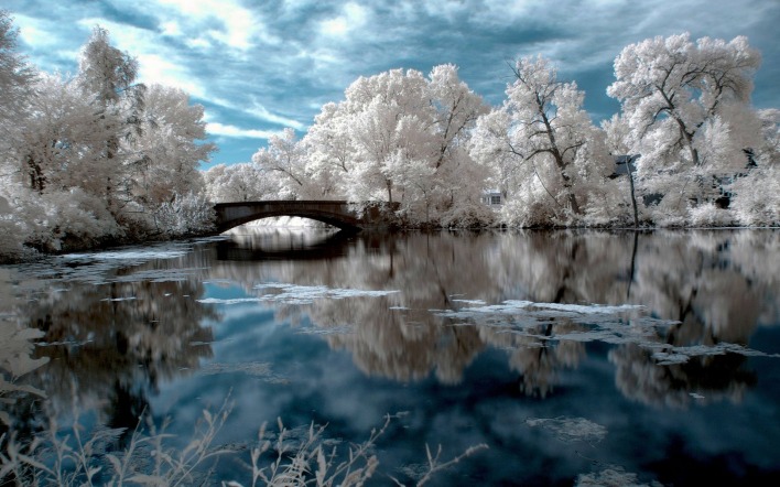 белые деревья у озера