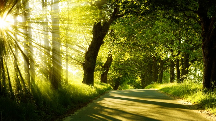 лучи лес дорога лето зелень rays forest road summer greens