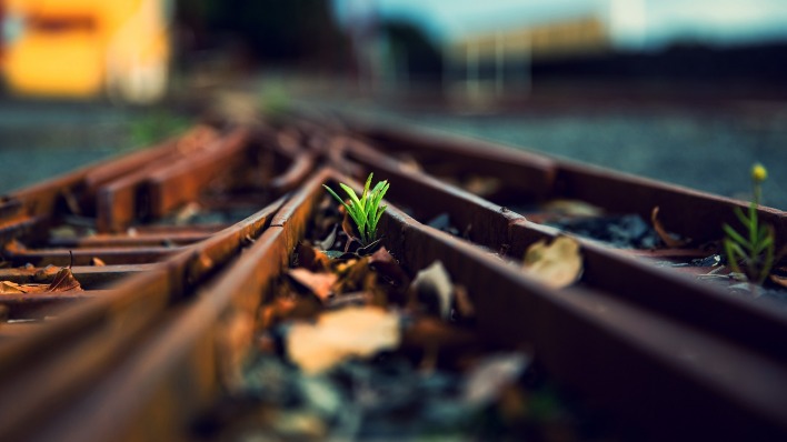 Растения на железной дороге