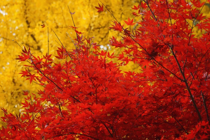 красно-желтые листья
