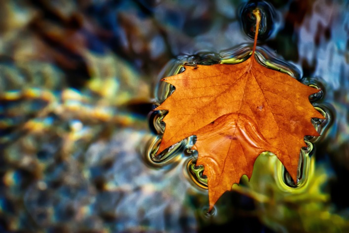 Кленовый лист лист вода на воде