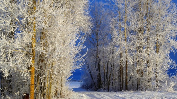 снег деревья дорога небо