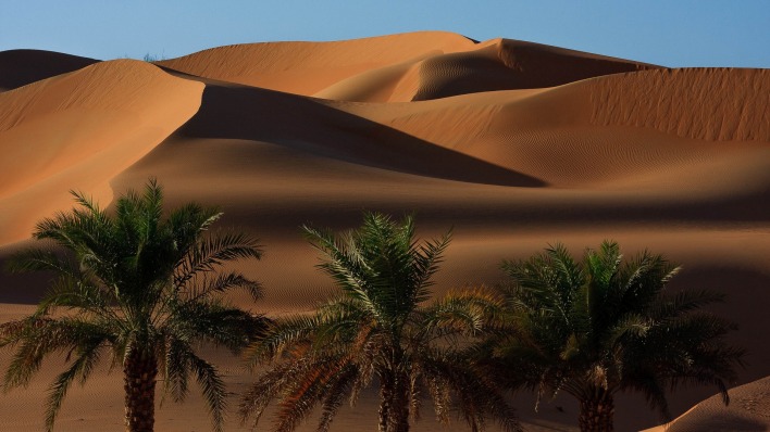 пустыня пальмы барханы
