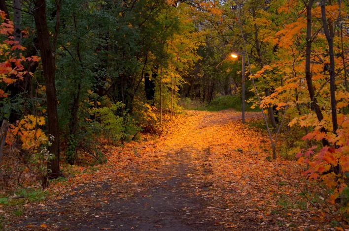 Осень лес парк фонарь листья